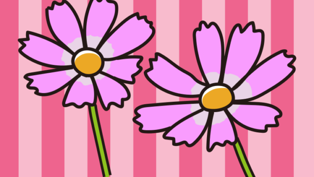 コスモスのイラスト【色、背景あり】PNG