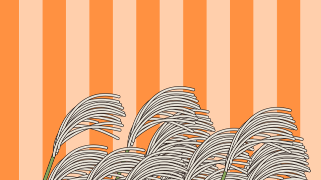 秋の七草・薄（すすき）のイラスト【色、背景あり】PNG