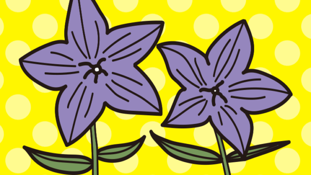 秋の七草・桔梗（ききょう）のイラスト【色、背景あり】PNG