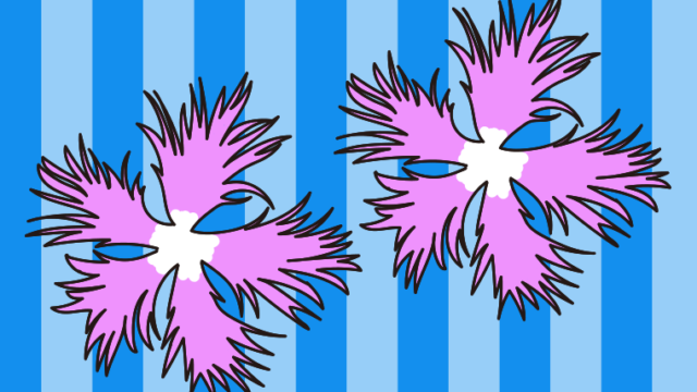 秋の七草・撫子（なでしこ）のイラスト【色、背景あり】PNG