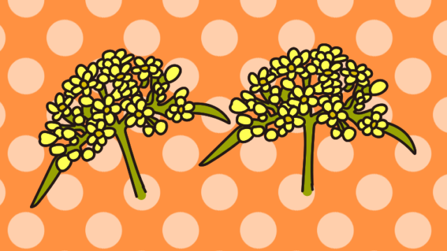 秋の七草・女郎花（おみなえし）のイラスト【色、背景あり】PNG