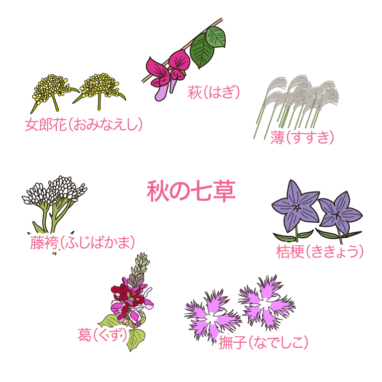 秋の七草のイラスト【色あり、背景なし】透過PNG