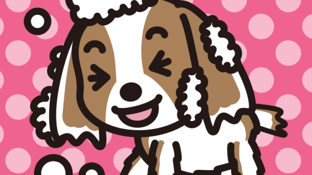 体を洗うキャバリアちゃん（犬）のイラスト【色、背景あり】PNG