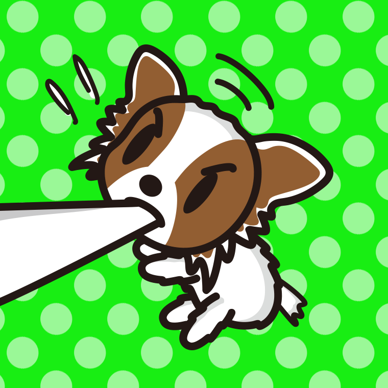 くわえて引っ張るパピヨンちゃん（犬）のイラスト【色、背景あり】PNG