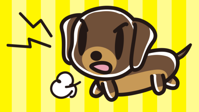 吠えるミニチュアダックスフンドちゃん（犬）のイラスト【色、背景あり】PNG