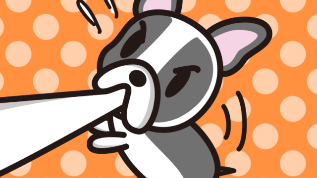 くわえて引っ張るフレンチブルドッグちゃん（犬）のイラスト【色、背景あり】PNG