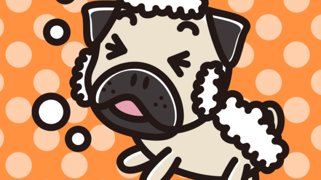 体を洗うパグちゃん（犬）のイラスト【色、背景あり】PNG