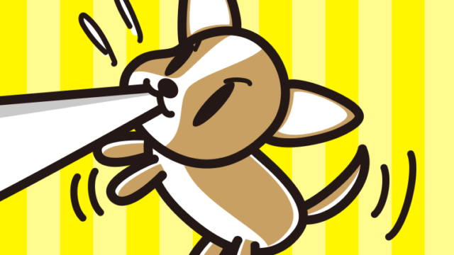 くわえて引っ張るチワワちゃん（犬）のイラスト【色、背景あり】PNG