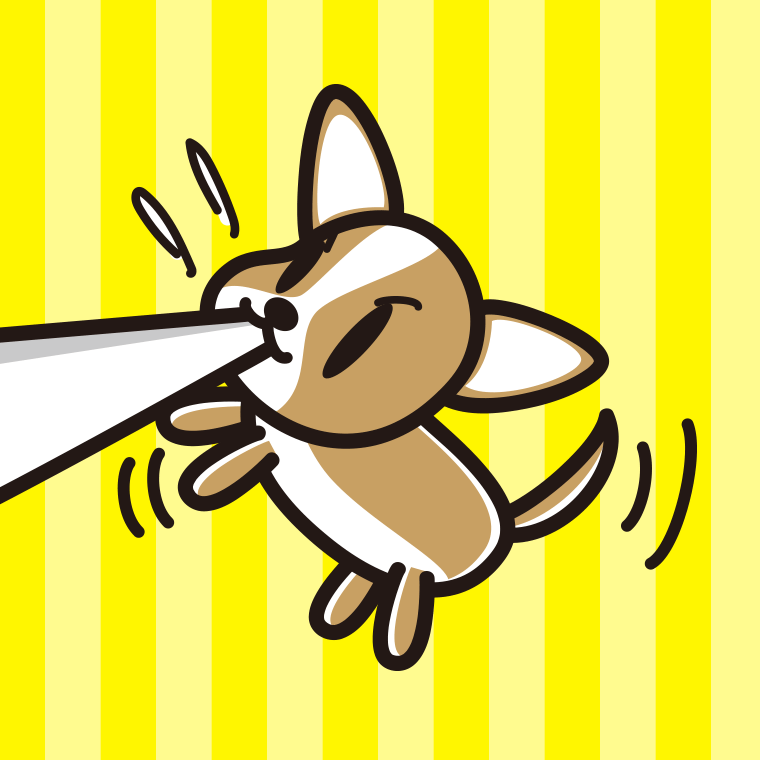 くわえて引っ張るチワワちゃん（犬）のイラスト【色、背景あり】PNG