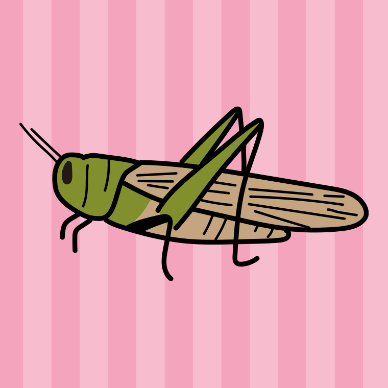 トノサマバッタのイラスト【色、背景あり】PNG