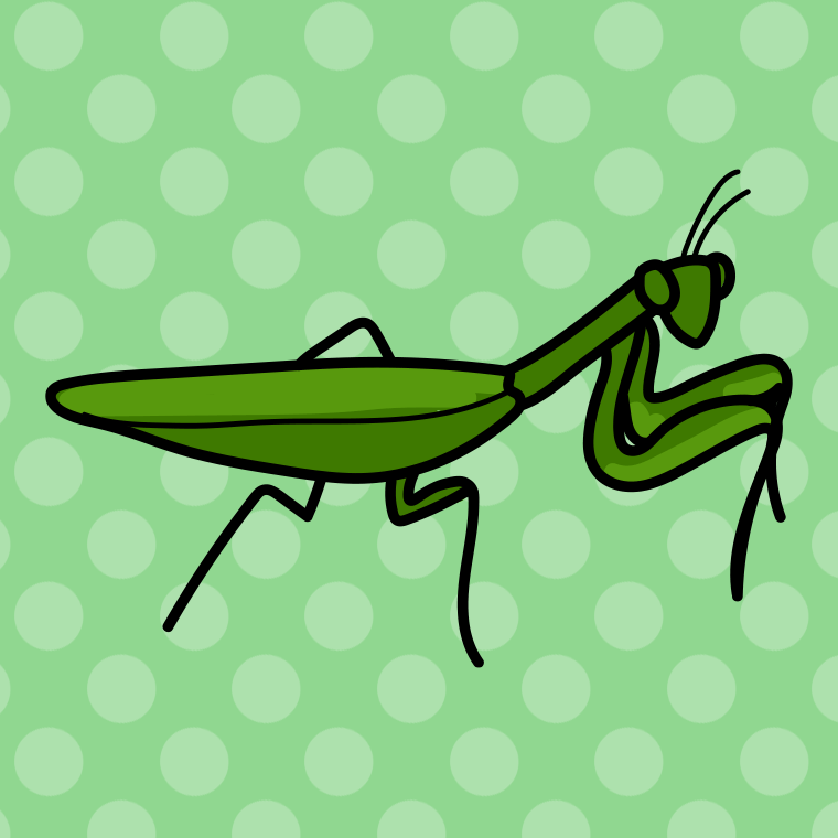 カマキリのイラスト【色、背景あり】PNG