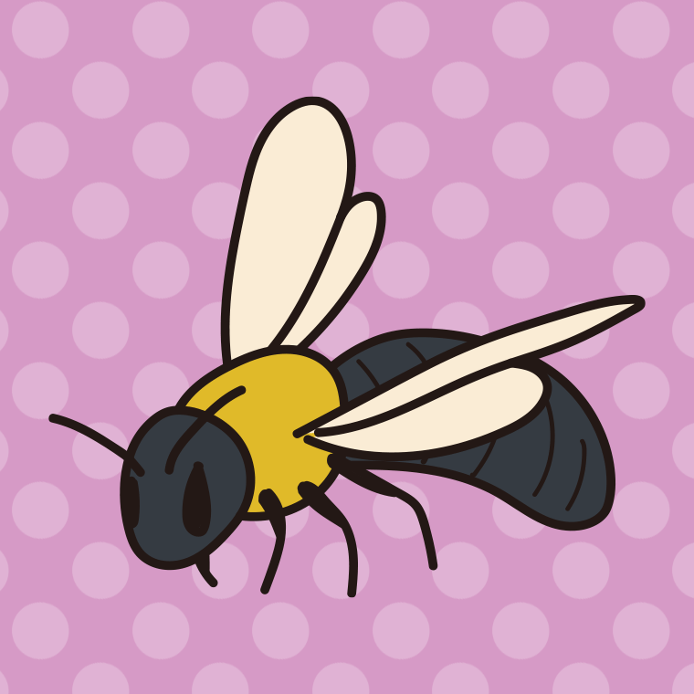 クマバチのイラスト【色、背景あり】PNG