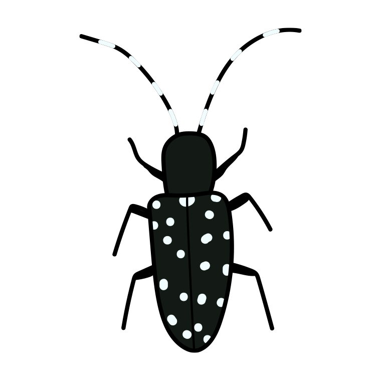 カミキリムシのイラスト【色あり、背景なし】透過PNG