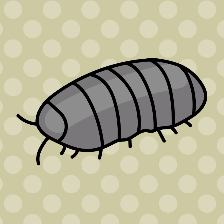 ダンゴムシのイラスト【色、背景あり】PNG