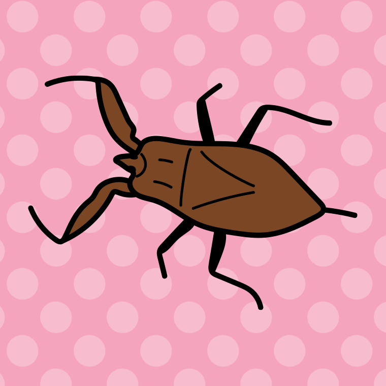タイコウチのイラスト【色、背景あり】PNG