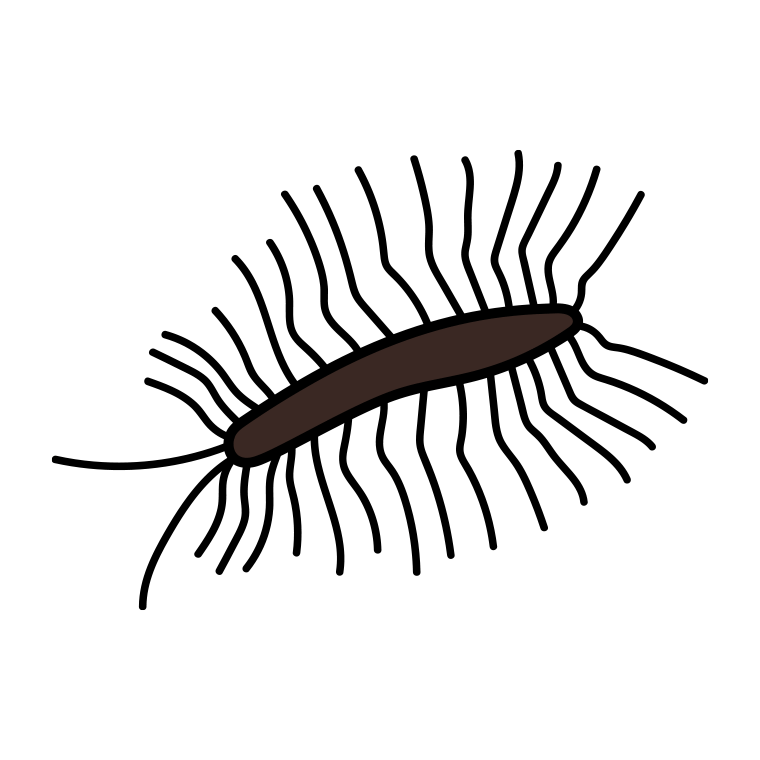 ゲジゲジのイラスト【色あり、背景なし】透過PNG