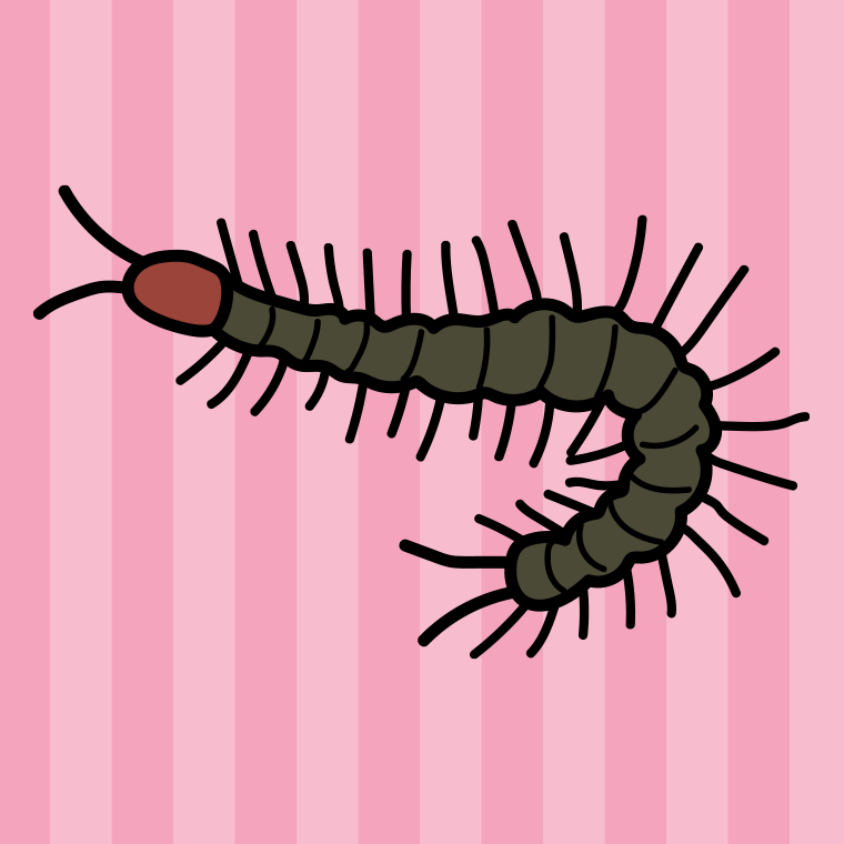 ムカデのイラスト【色、背景あり】PNG
