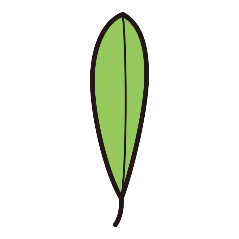 葉っぱのイラスト10（披針形・細長い）【色あり、背景なし】透過PNG