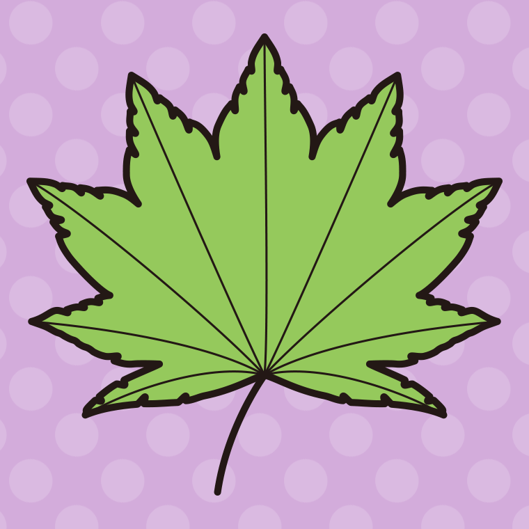 紅葉の葉っぱ（緑色）のイラスト03（ハウチワカエデ）【色、背景あり】PNG